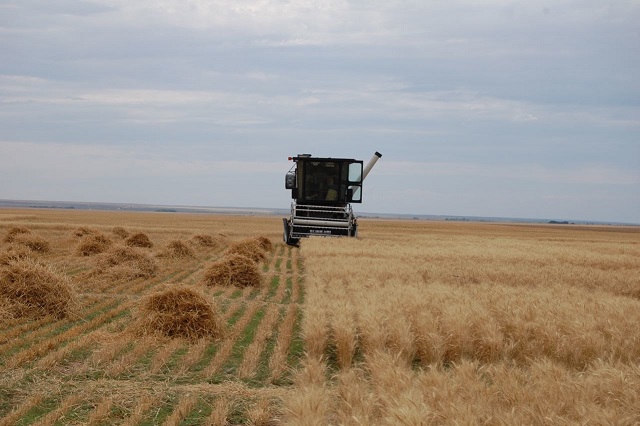 Combine in field